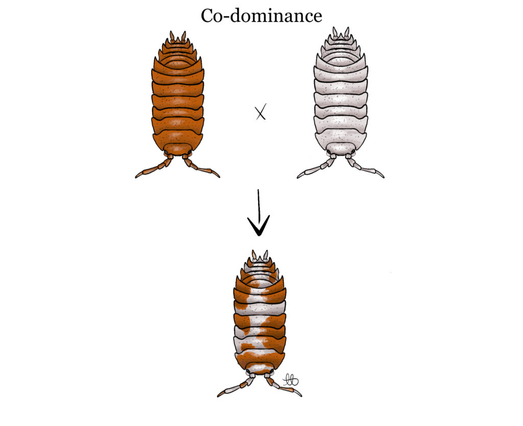 Illustration showing co-dominant genetics in Porcellio.
