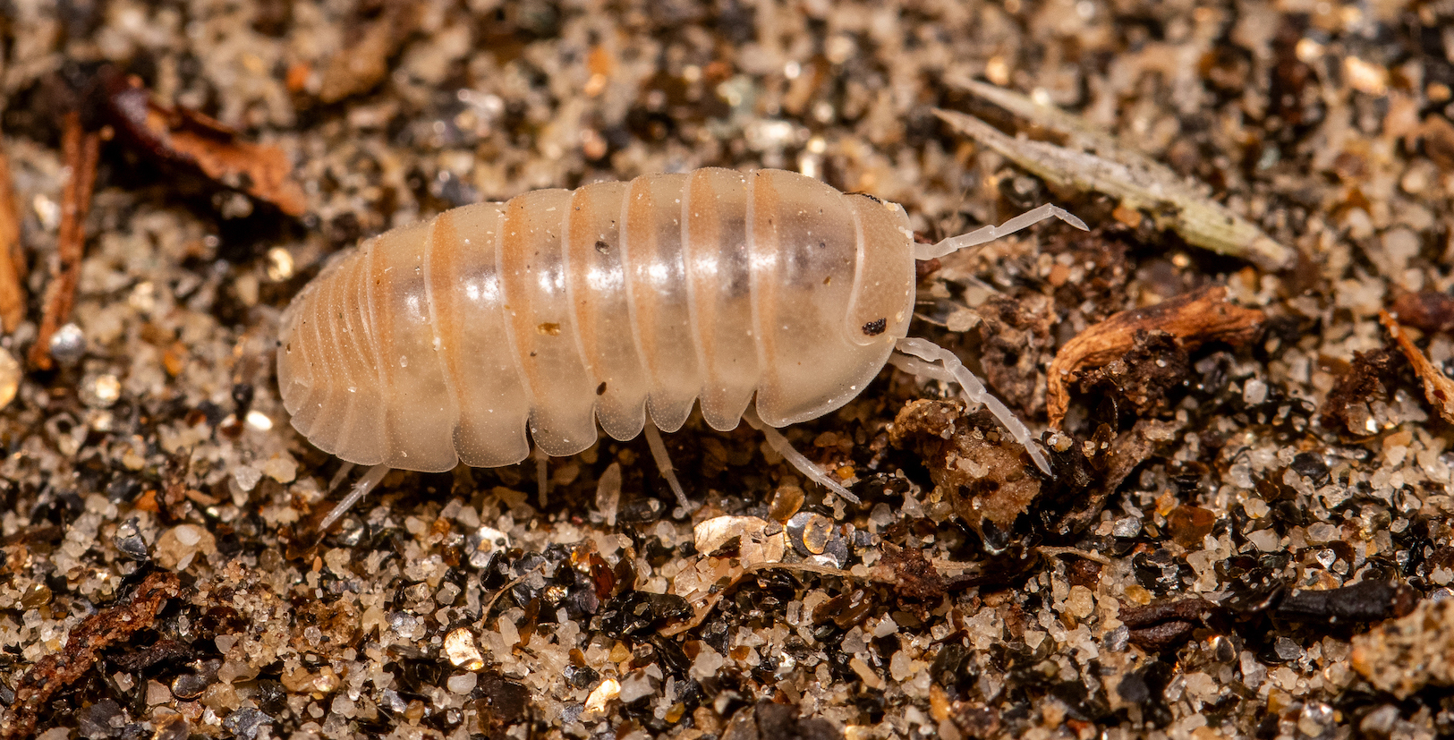 In Search of Isopods – An Interview with Oonagh Degenhardt (aniedes)