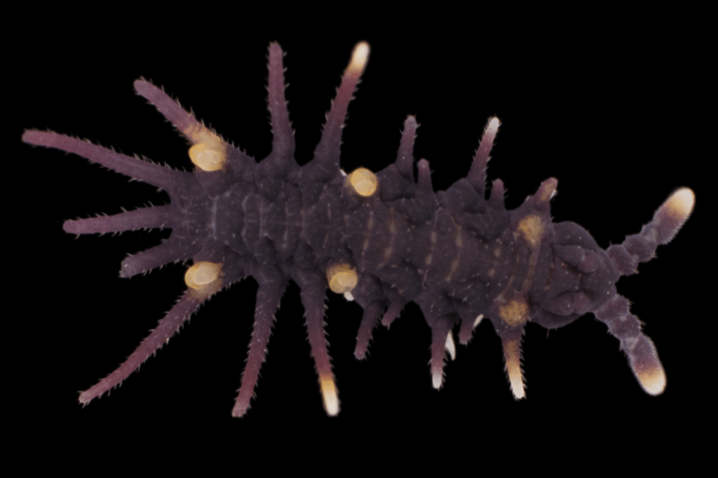Denisimeria martyni, Malaysian spiky springtail, on black background.
