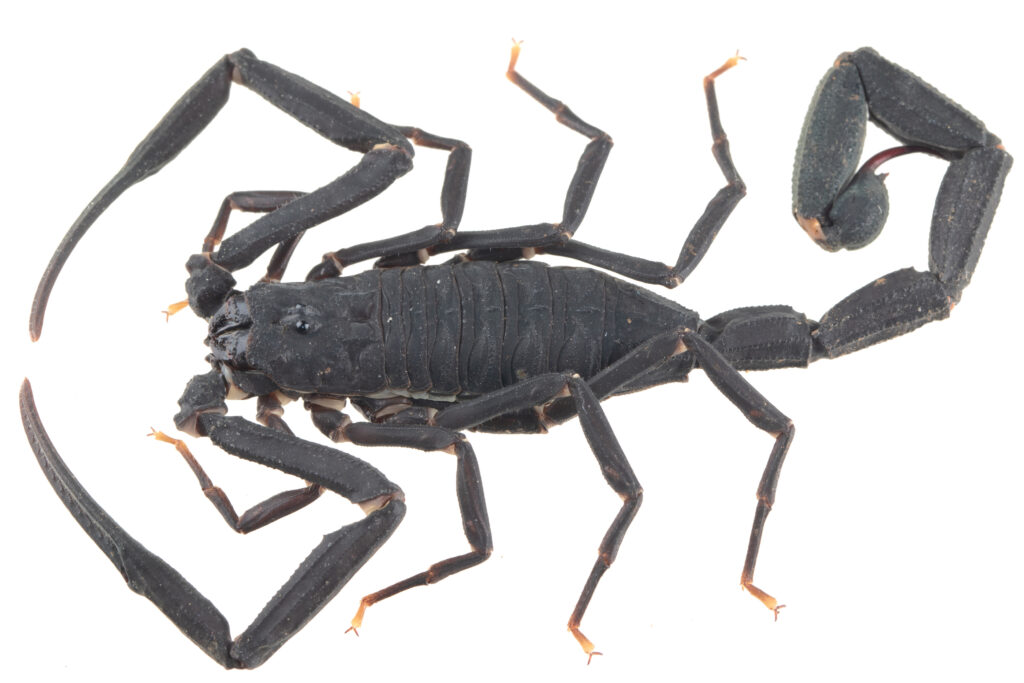Tityus choco, a Colombian buthid scorpion, on a white background.