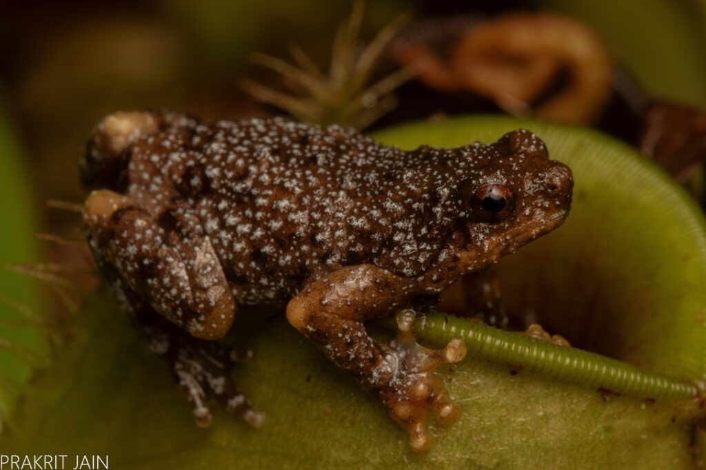 A Bornean tree-hole frog perched on a pitcher plant.