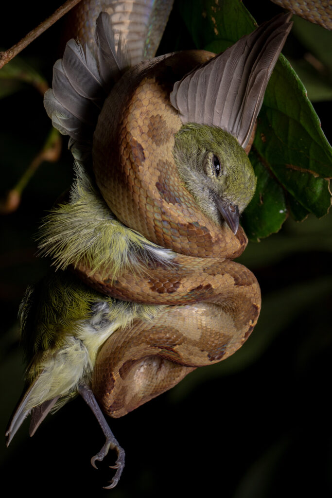 A ringed tree boa eating a red-capped manakin bird.