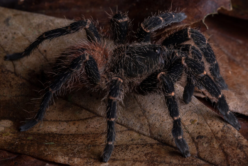Neischnocolus mecana, a dwarf tarantula species, on the jungle floor.
