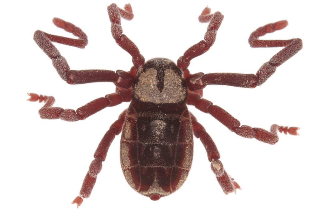 Cryptocellus sp., a ricinulei arachnid species, on a white background.