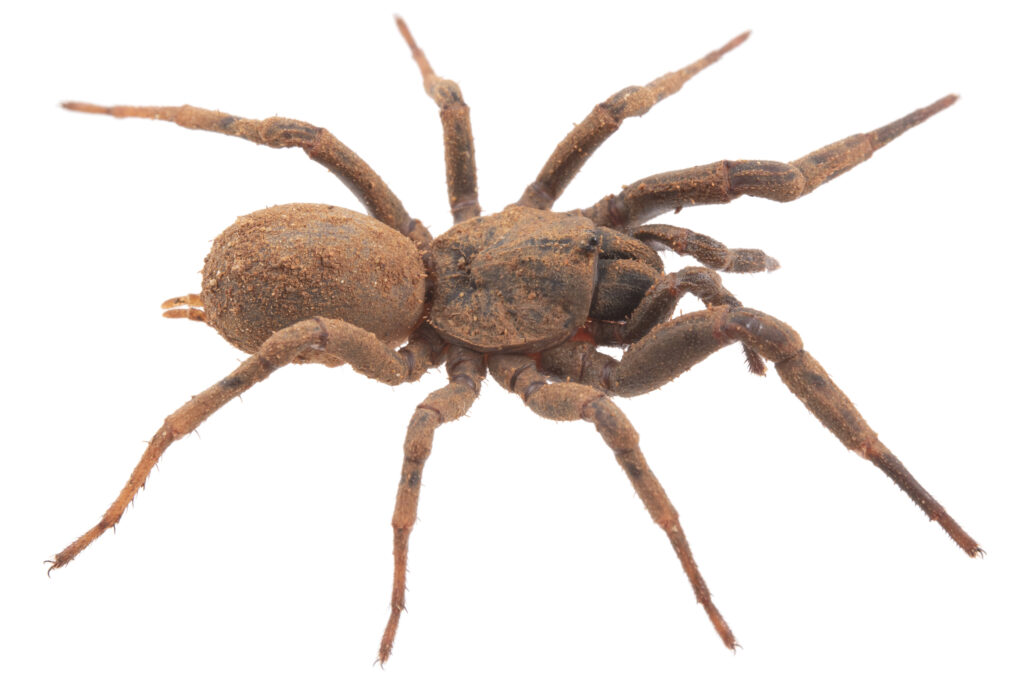 Paratropis sp., a mygalomorph spider, on a white background.