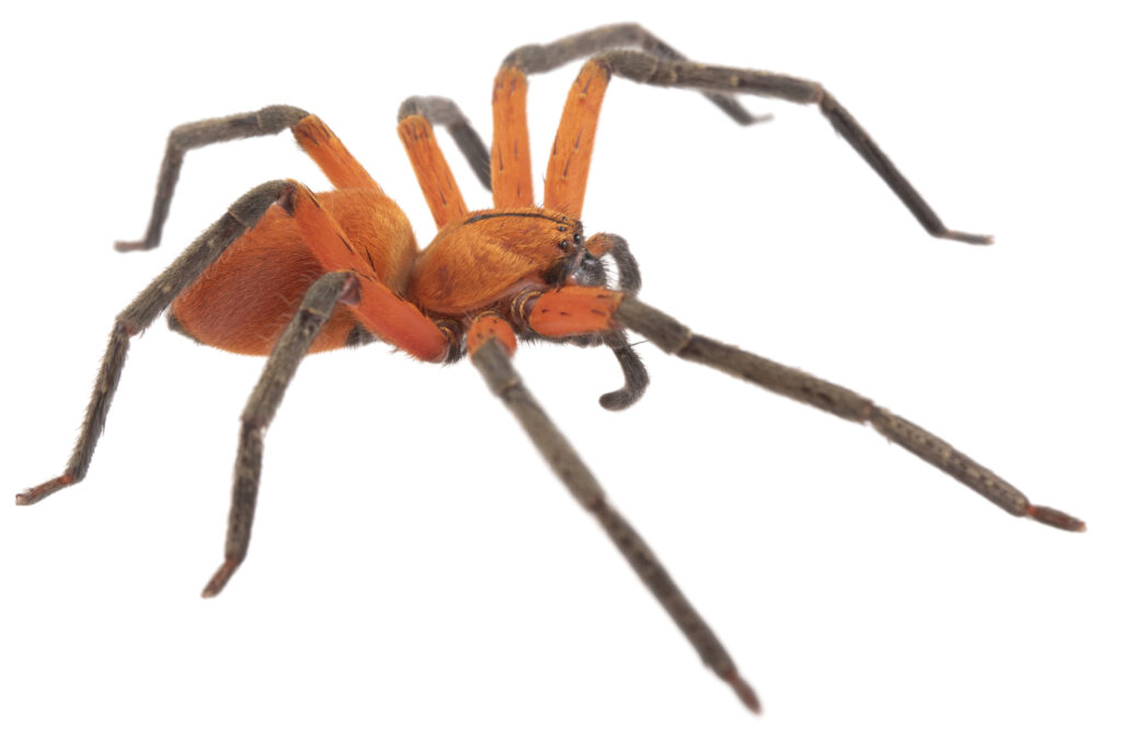 Sadala rufa, a bright orange huntsman spider species, on a white background.