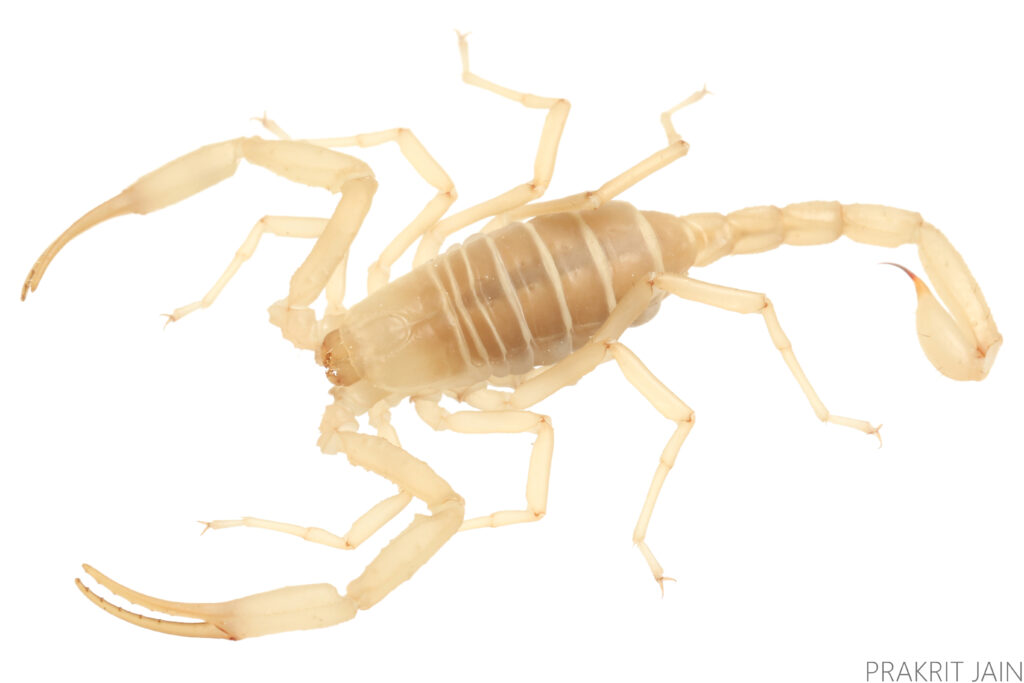 Vietbocap thienduongensis, a cave-dwelling scorpion, on a white background.