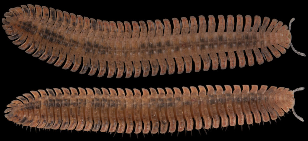 Two Brachycybe picta, platydesmid millipedes, on a black background.