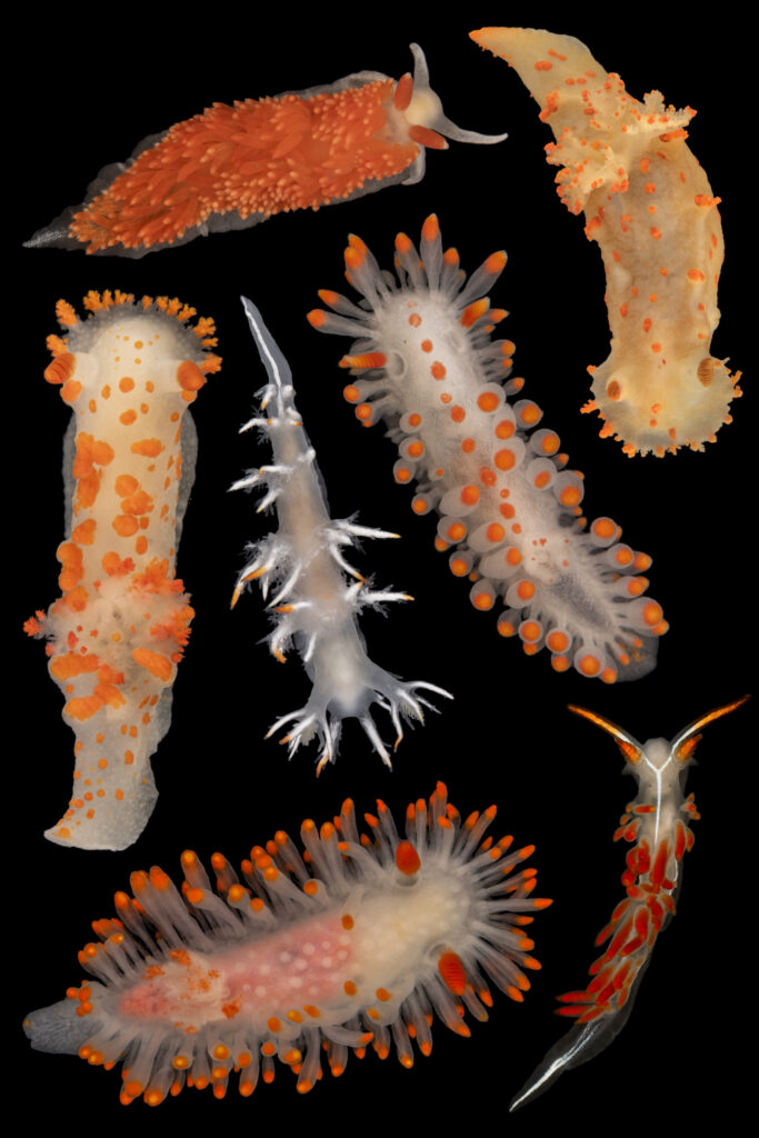 A variety of bright Californian nudibranchs, on a black background.