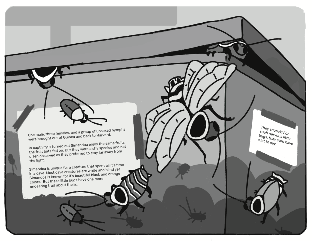 Page from Bugs in Peril by Maddy Ruth showing Simandoa conserfariam roaches